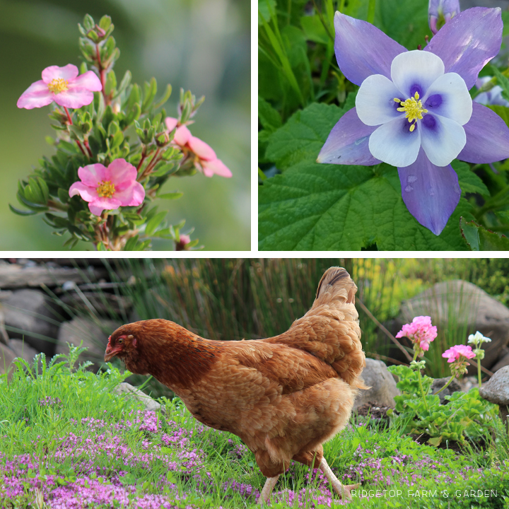 Ridgetop Farm and Garden | May 2016 Bloom Day