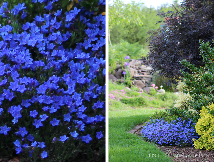 Ridgetop Farm and Garden | May 2016 Bloom Day