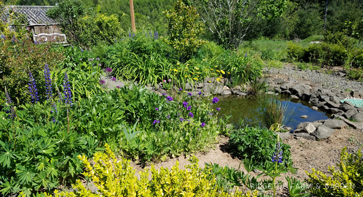 Ridgetop Farm and Garden | May 2016 Bloom Day