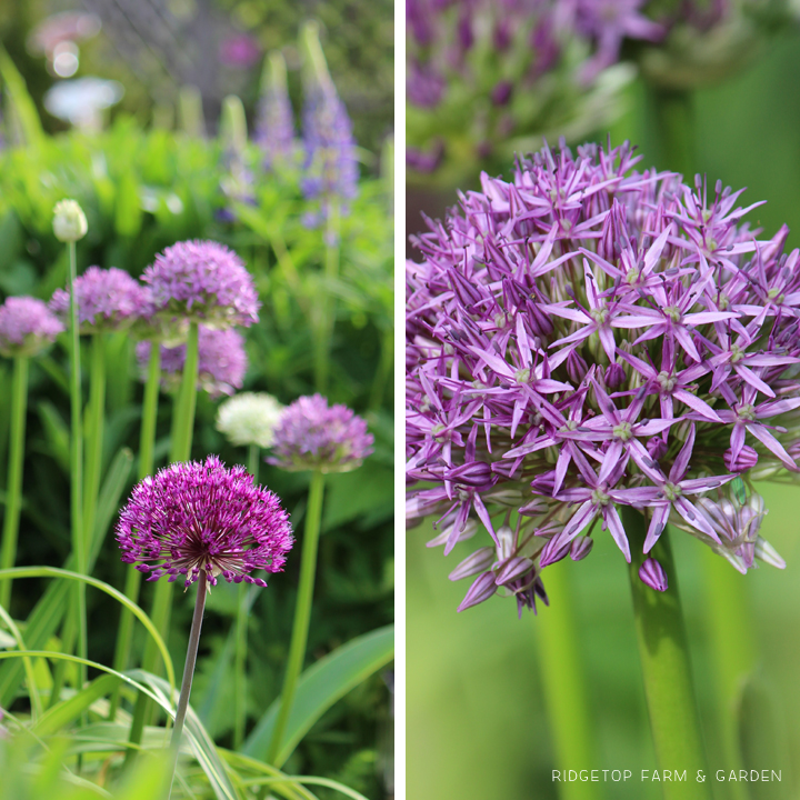 Ridgetop Farm and Garden | May 2016 Bloom Day