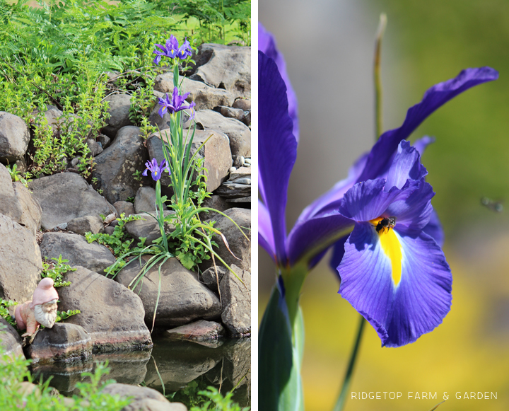 Ridgetop Farm and Garden | May 2016 Bloom Day