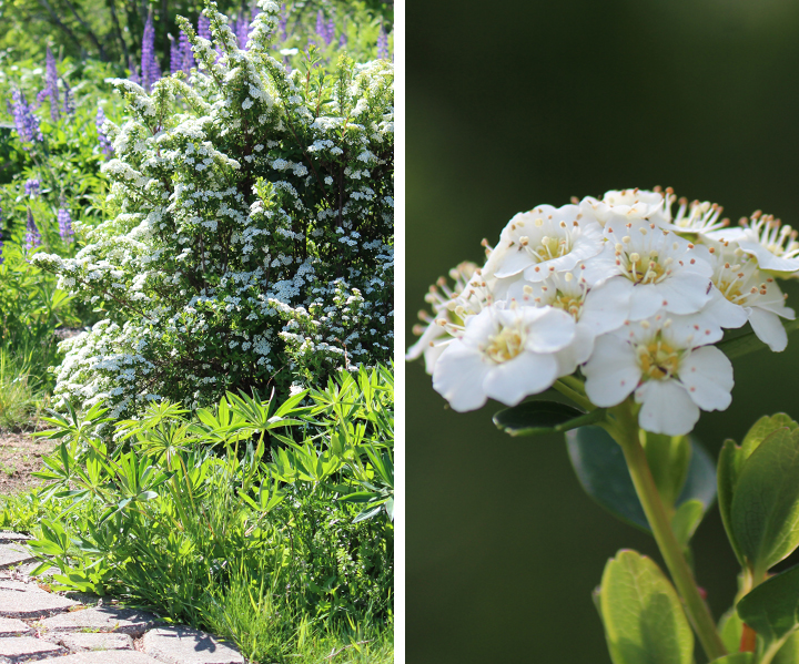 Ridgetop Farm and Garden | May 2016 Bloom Day