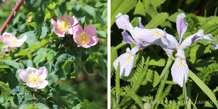 Ridgetop Farm and Garden | May 2016 Bloom Day