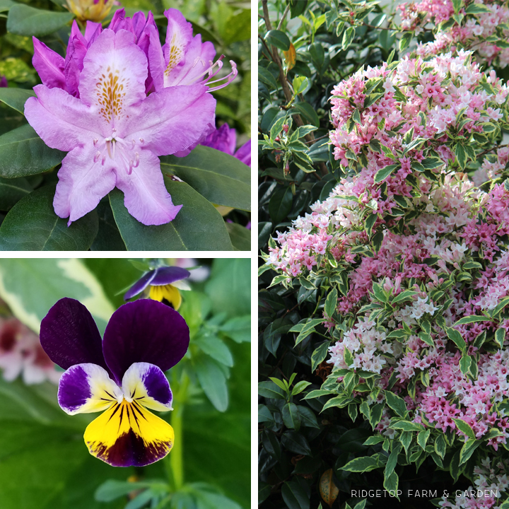 Ridgetop Farm and Garden | May 2016 Bloom Day