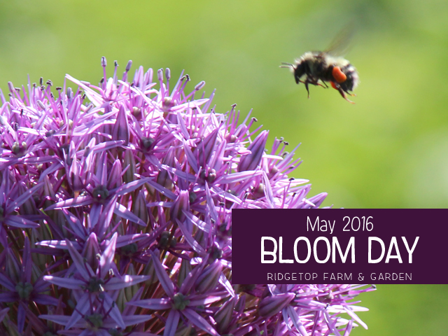 Ridgetop Farm and Garden | May 2016 Bloom Day