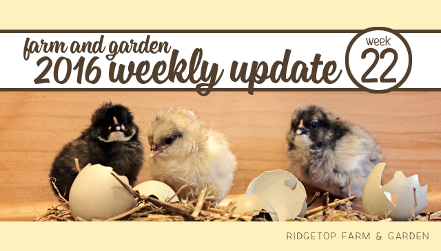 Ridgetop Farm and Garden | 2016 Update | Week 22