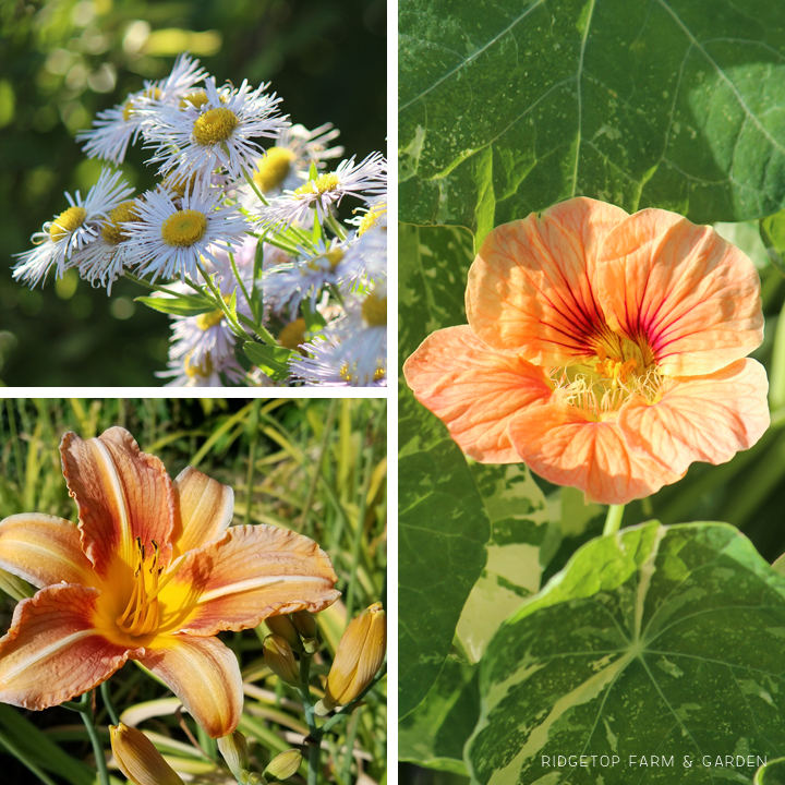 Ridgetop Farm and Garden | Bloom Day | June 2016