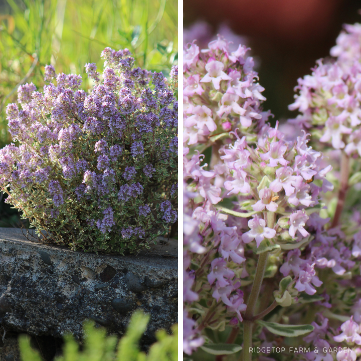 Ridgetop Farm and Garden | Bloom Day | June 2016