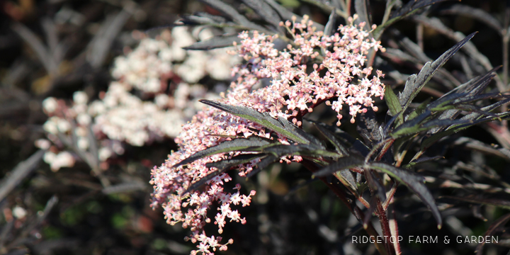 Ridgetop Farm and Garden | Bloom Day | June 2016