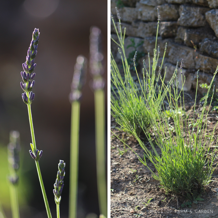 Ridgetop Farm and Garden | Bloom Day | June 2016