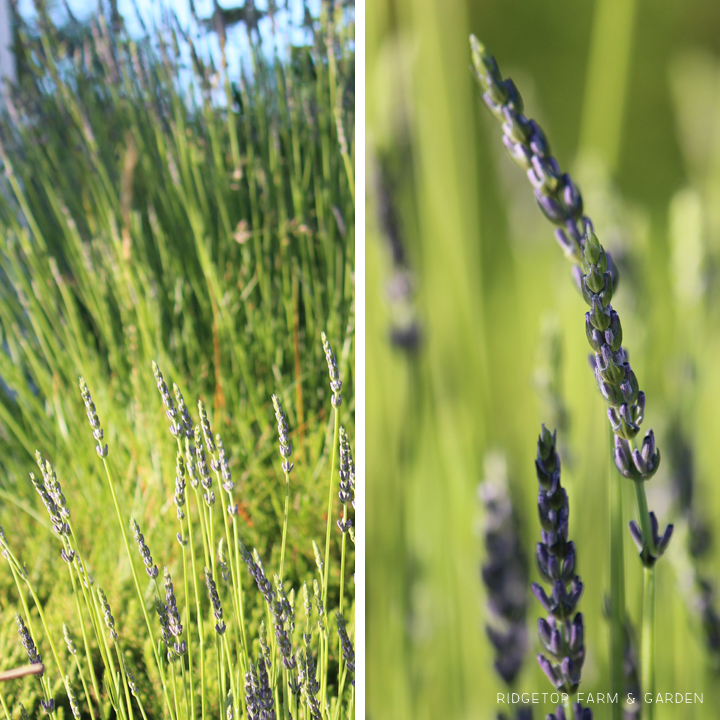 Ridgetop Farm and Garden | Bloom Day | June 2016