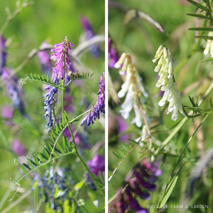 Ridgetop Farm and Garden | Bloom Day | June 2016