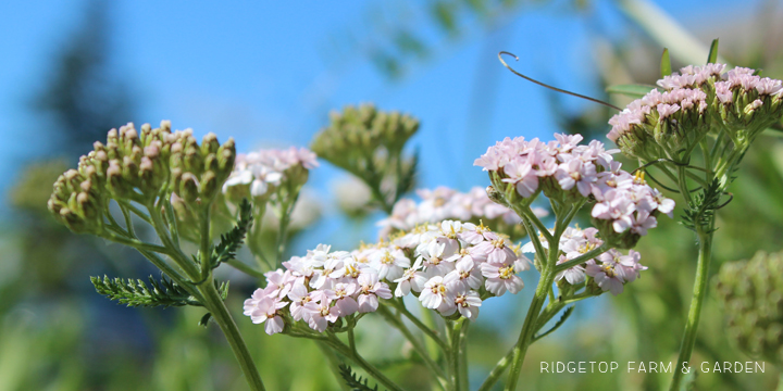 Ridgetop Farm and Garden | Bloom Day | June 2016