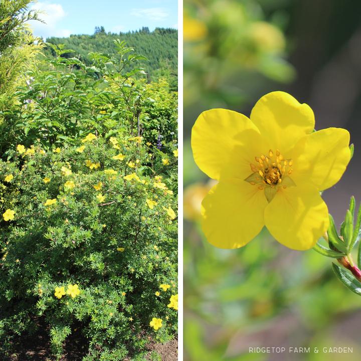 Ridgetop Farm and Garden | Bloom Day | June 2016