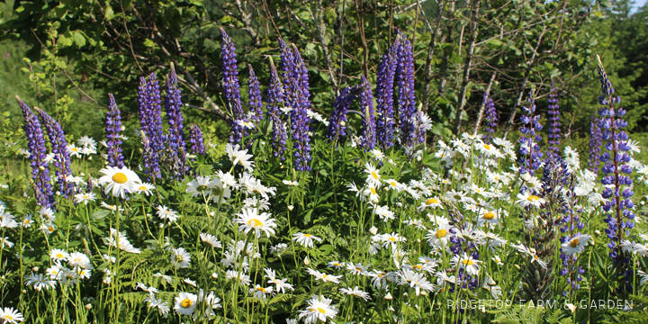 Ridgetop Farm and Garden | Bloom Day | June 2016