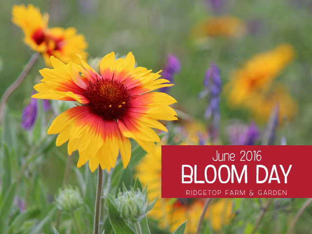 Ridgetop Farm and Garden | Bloom Day | June 2016