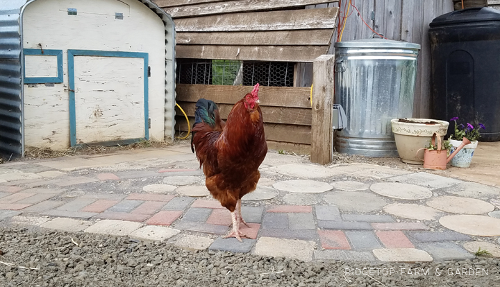 Ridgetop Farm and Garden | Mixed Material | Cement | Coop Patio