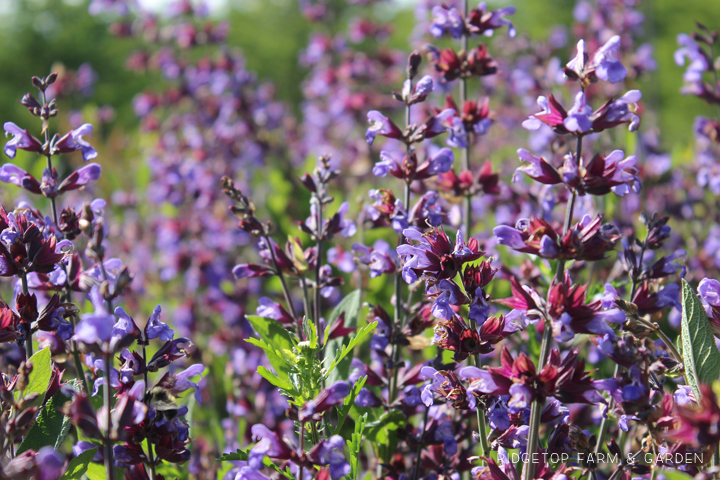 Ridgetop Farm and Garden | Garden Grows | May 2016