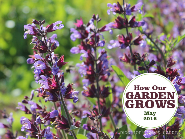 Ridgetop Farm and Garden | Garden Grows | May 2016