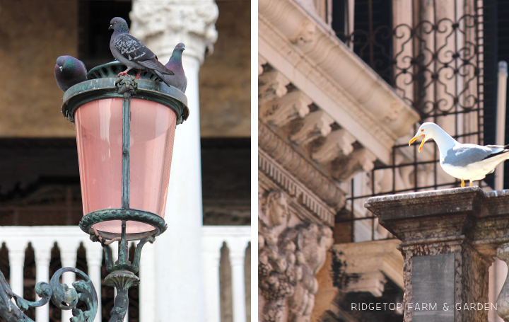 Ridgetop Farm and Garden | Travel | St. Mark's Square | Venice | Italy | Europe