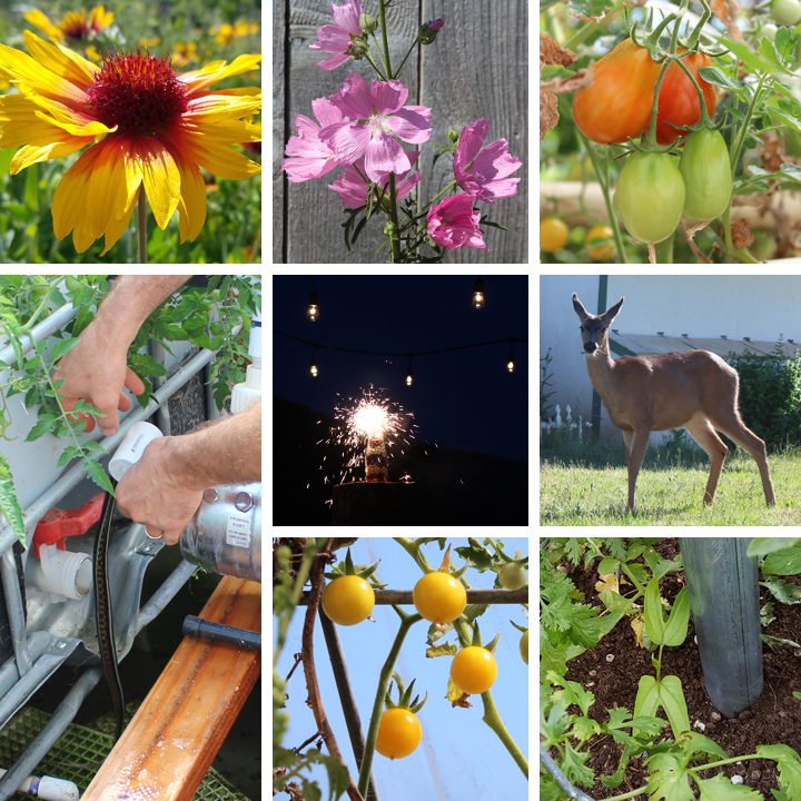 Ridgetop Farm and Garden | 2016 Update | Week 26