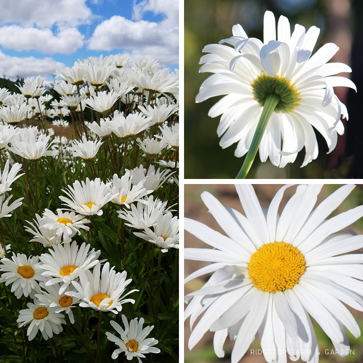 Ridgetop Farm and Garden | Bloom Day | July 2016