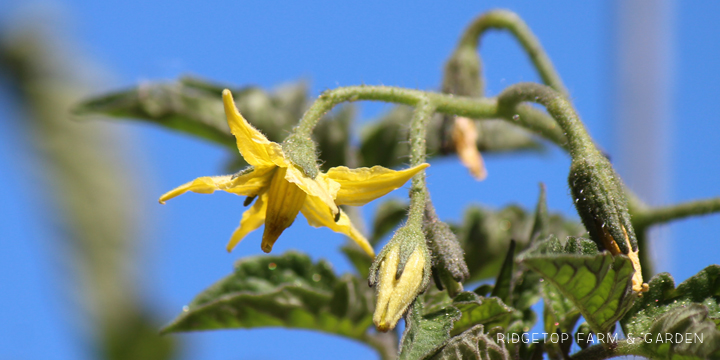 Ridgetop Farm and Garden | Bloom Day | July 2016