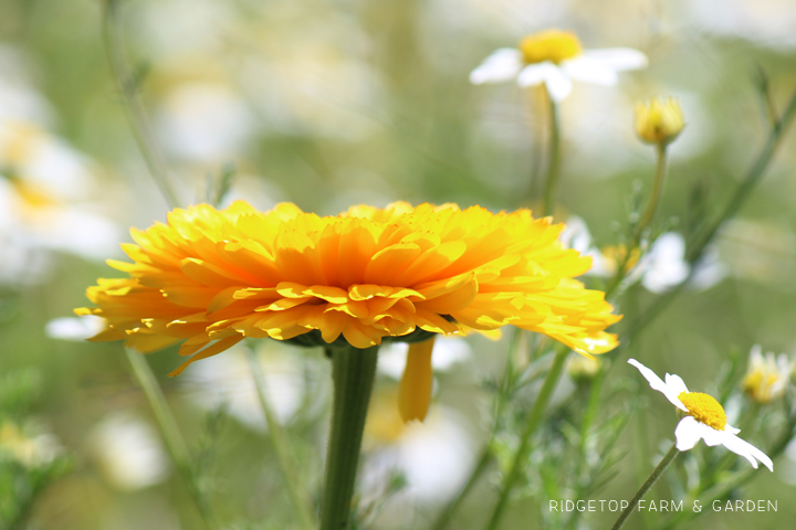 Ridgetop Farm and Garden | Bloom Day | July 2016