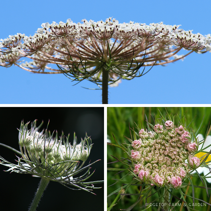 Ridgetop Farm and Garden | Bloom Day | July 2016