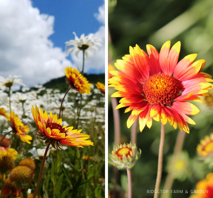 Ridgetop Farm and Garden | Bloom Day | July 2016