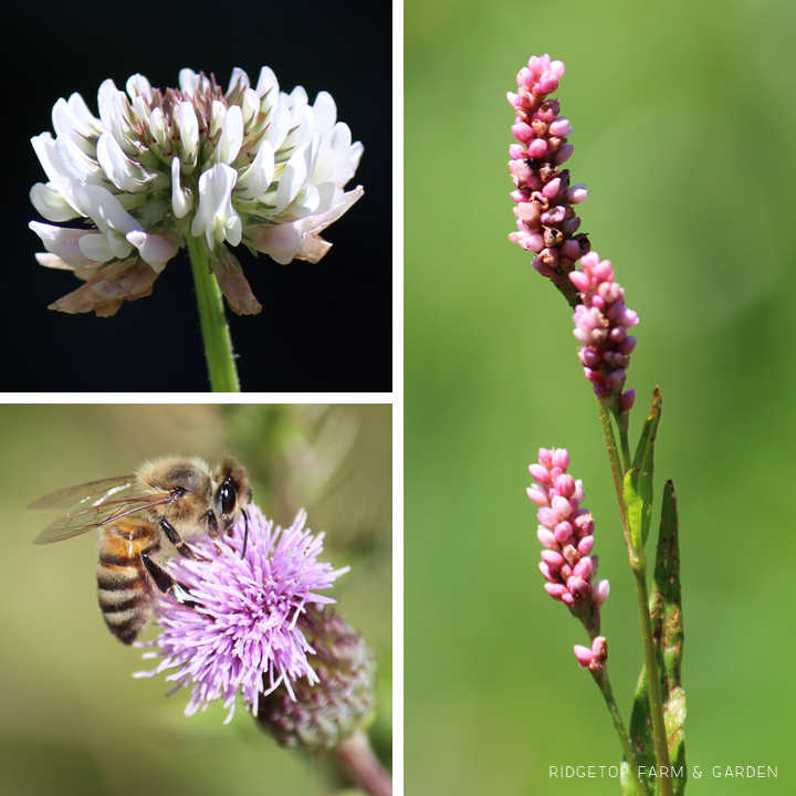 Ridgetop Farm and Garden | Bloom Day | July 2016