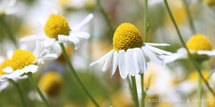 Ridgetop Farm and Garden | Bloom Day | July 2016