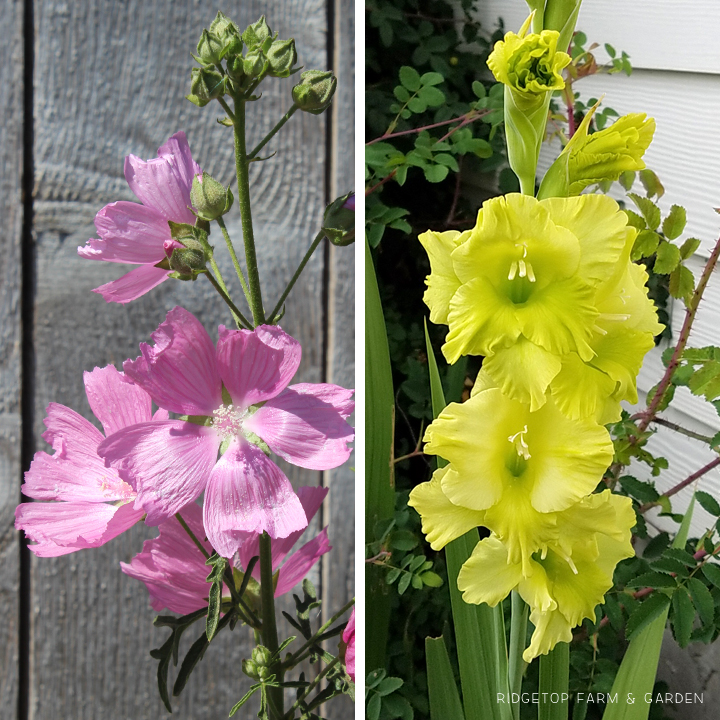 Ridgetop Farm and Garden | Bloom Day | July 2016