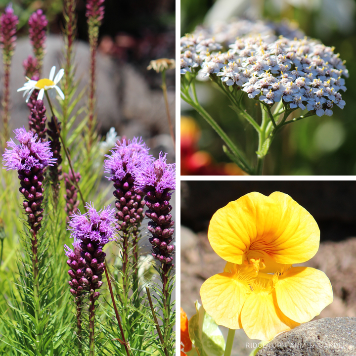 Ridgetop Farm and Garden | Bloom Day | July 2016