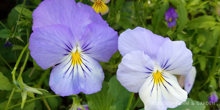 Ridgetop Farm and Garden | Bloom Day | July 2016