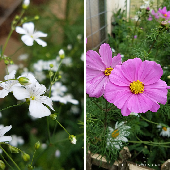 Ridgetop Farm and Garden | Bloom Day | July 2016