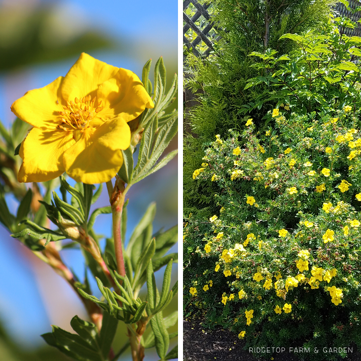 Ridgetop Farm and Garden | Bloom Day | July 2016