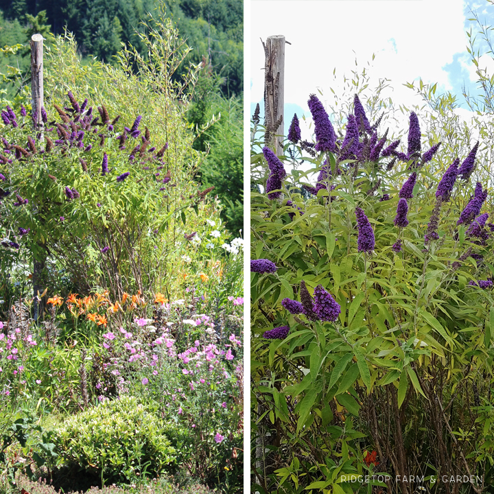 Ridgetop Farm and Garden | Bloom Day | July 2016