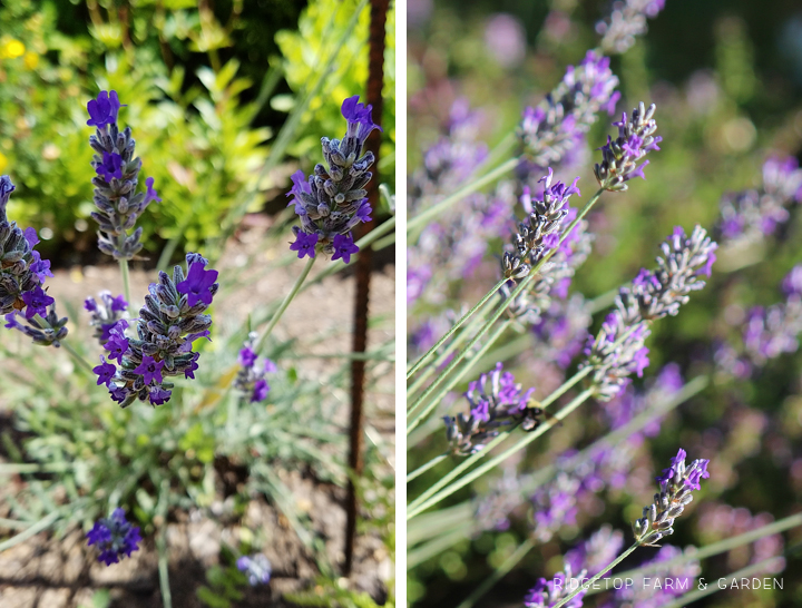 Ridgetop Farm and Garden | Bloom Day | July 2016