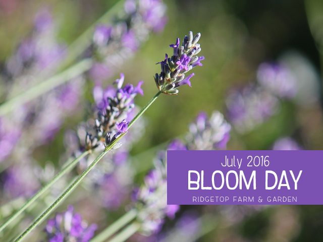 Ridgetop Farm and Garden | Bloom Day | July 2016