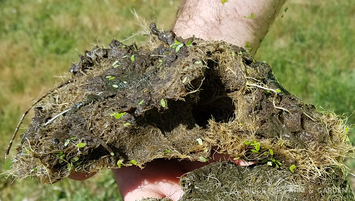 Ridgetop Farm and Garden | Aquaponics Update | August 2016