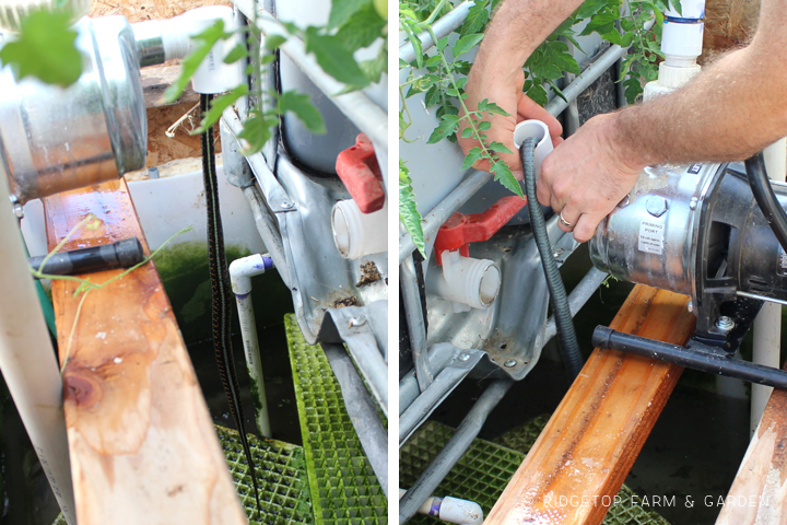 Ridgetop Farm and Garden | Aquaponics Update | August 2016