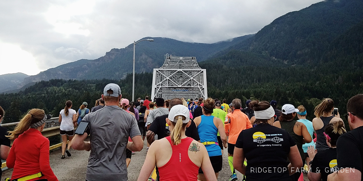 Ridgetop Runner | Bridge of the Gods 2016 | Half Marathon | Race Recap