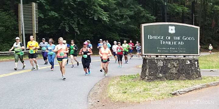 Ridgetop Runner | Bridge of the Gods 2016 | Half Marathon | Race Recap