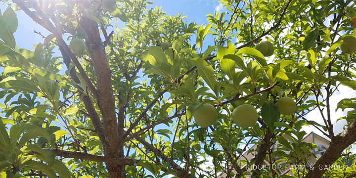 Ridgetop Farm and Garden | Garden Grows | July 2016