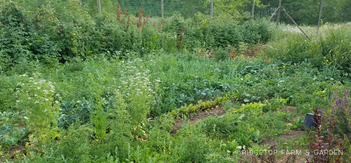 Ridgetop Farm and Garden | How our Garden Grows | June 2016