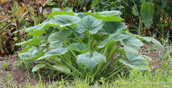 Ridgetop Farm and Garden | How our Garden Grows | June 2016