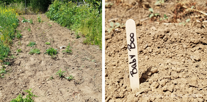 Ridgetop Farm and Garden | How our Garden Grows | June 2016