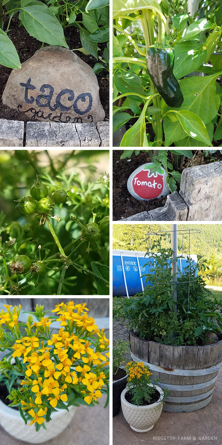 Ridgetop Farm and Garden | Project Repurpose | Herb Barrel from Water Fountain | Taco Garden
