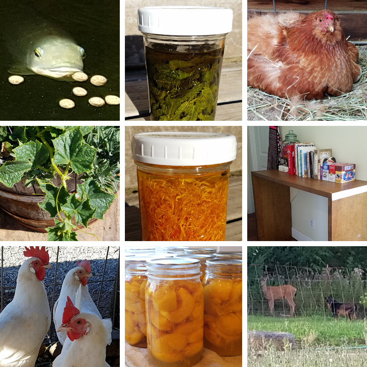 Ridgetop Farm and Garden | 2016 Update | Week 32